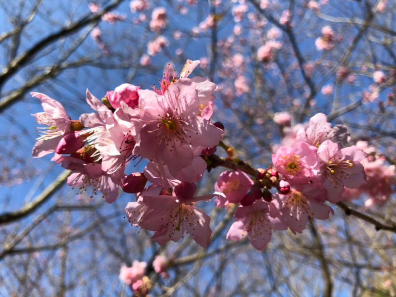 武陵農場特有的紅粉佳人櫻花，預計會在2月中旬盛開。   圖：取自武陵農場臉書粉絲專頁