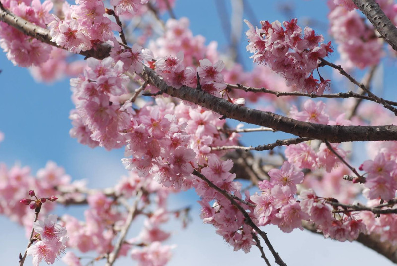 東勢林場內的櫻花，目前已經盛開5至6成囉！   圖：取自東勢林場遊樂區臉書粉絲專頁