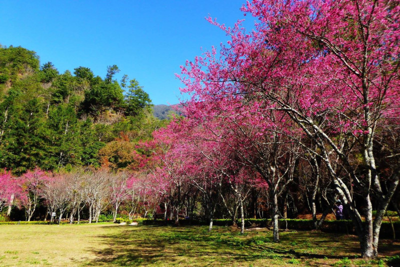 奧萬大森林遊樂園區在秋季時能賞楓，冬季時也能看櫻花。   圖：取自奧萬大情報站臉書粉絲專頁