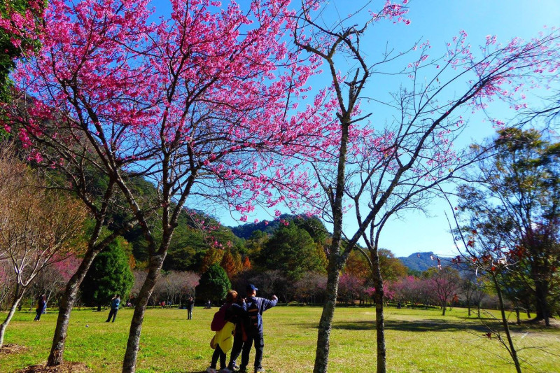 奧萬大森林遊樂園區的山櫻花已經盛開，接續綻放的八重櫻也將帶來更迷人的景色。   圖：取自奧萬大情報站臉書粉絲專頁