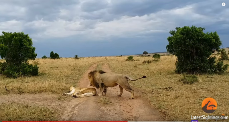 母獅有起床氣暴怒掌公獅。   圖／截自YouTube