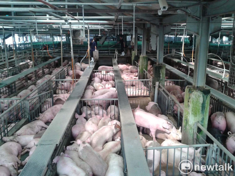 韓國京畿道坡州一處養豬場發生第4起非洲豬瘟案例。   圖：陳雅芳/攝（資料照片）
