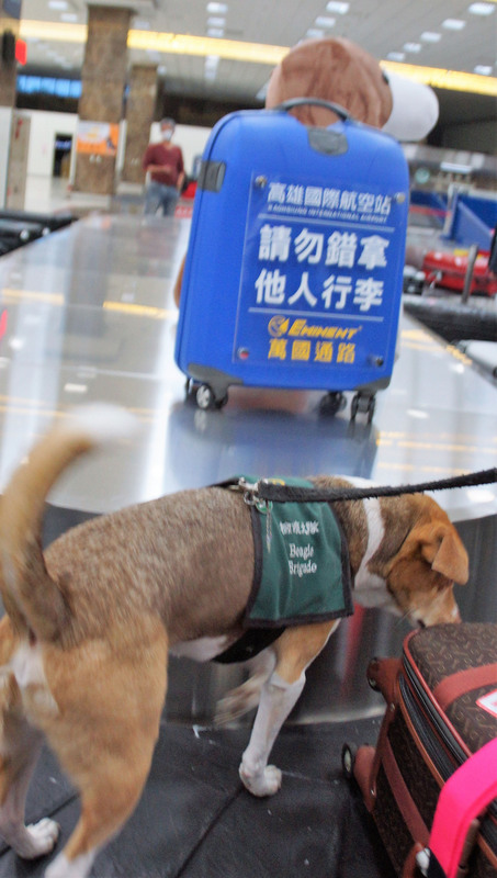 高雄國際機場1日春節前夕加強把關非洲豬瘟防疫，機場防疫犬也疲於奔命。   圖：中央社