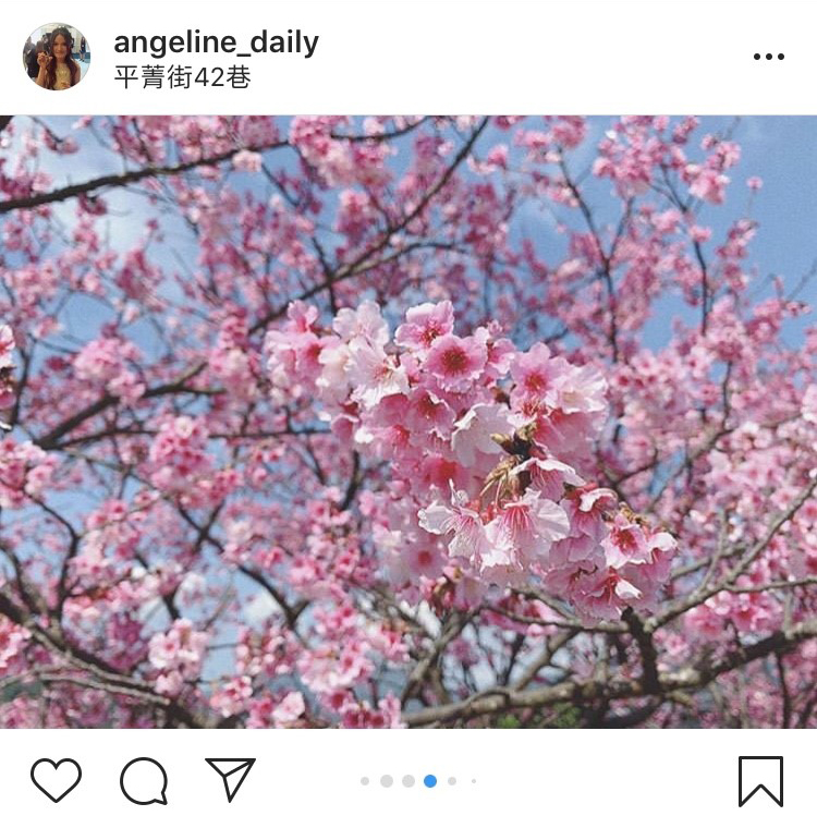 「平菁街42巷」的櫻花美景，吸引許多攝影迷前往拍攝。   圖：翻攝自instagram angeline_daily／開放權限