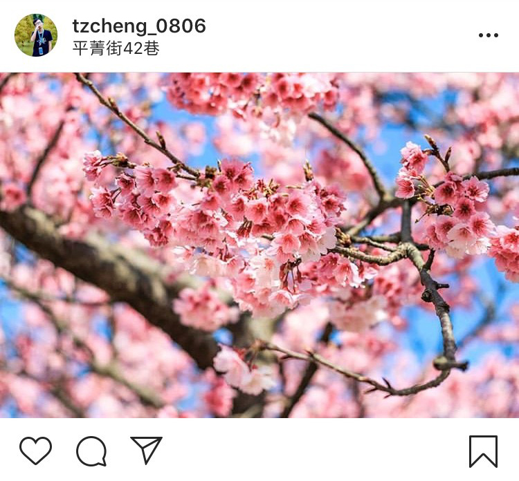 「平菁街42巷」的櫻花，皆是在地居民親手栽種的哦！   圖：翻攝自instagram tzcheng_0806／開放權限