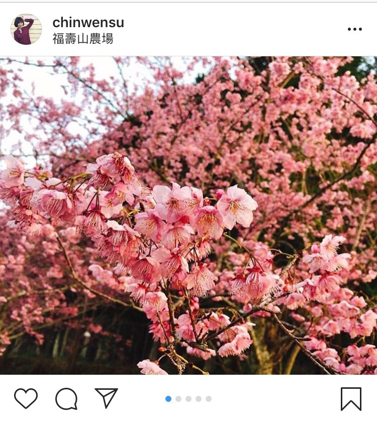 目前「福壽山農場」千櫻園內的富士櫻與昭和櫻都已經盛開囉！   圖：翻攝自instagram chinwensu／開放權限