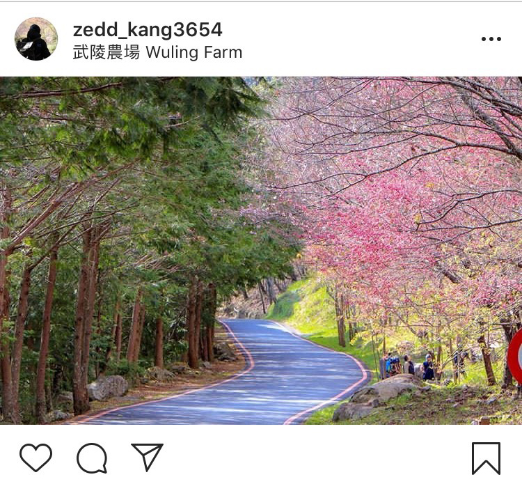 「武陵農場」由中谷向南谷、北谷延伸約3公里的賞櫻步道，是看櫻花的好所在。   圖：翻攝自instagram zedd_kang3654／開放權限