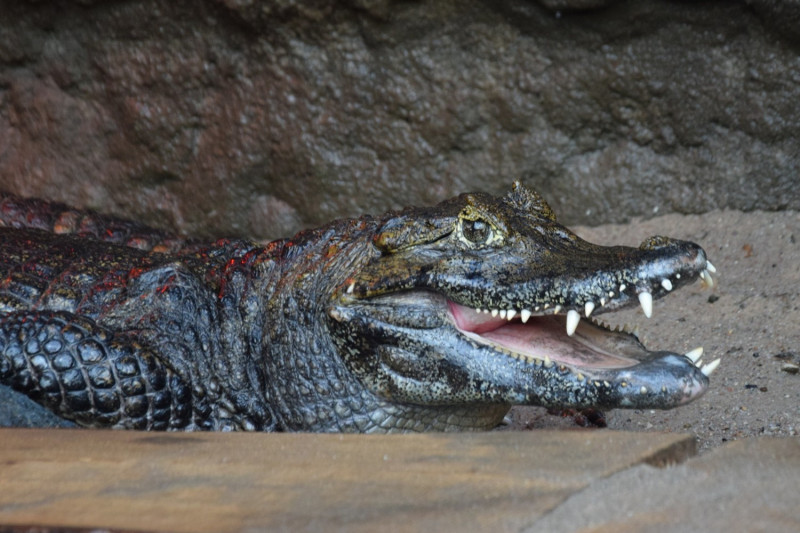 波蘭動物園一隻鱷魚先生，努力交配 40 多年都未能成功繁殖，才發現是因為他生殖器太小了。   圖 / 翻攝自 Mirror 