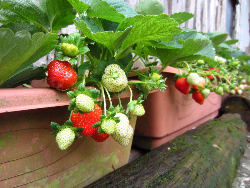 想要採草莓不一定要去苗栗，台北市區就有草莓園秘境。   圖／台北市政府產業發展局