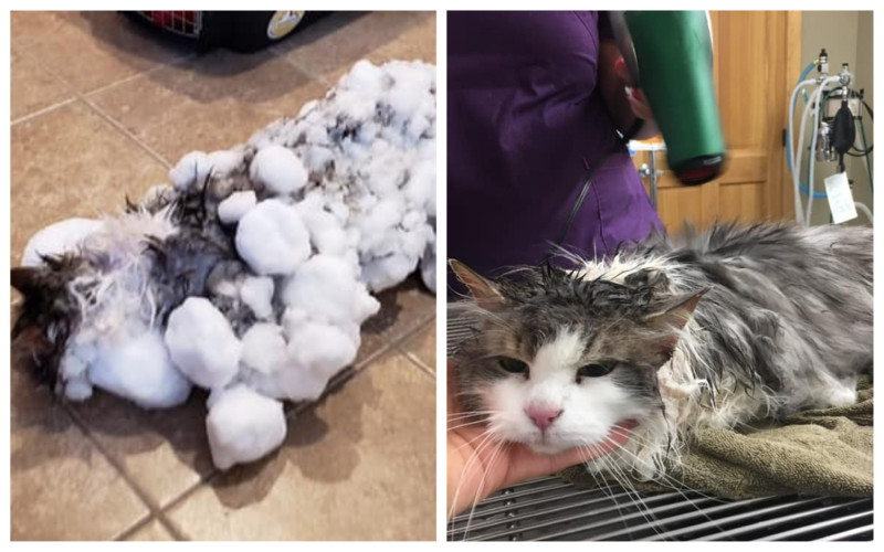 美國獸醫在臉書分享貓咪被凍僵、全身結冰，但最後順利康復的故事。   圖／翻攝自 Animal Clinic of Kalispell 臉書