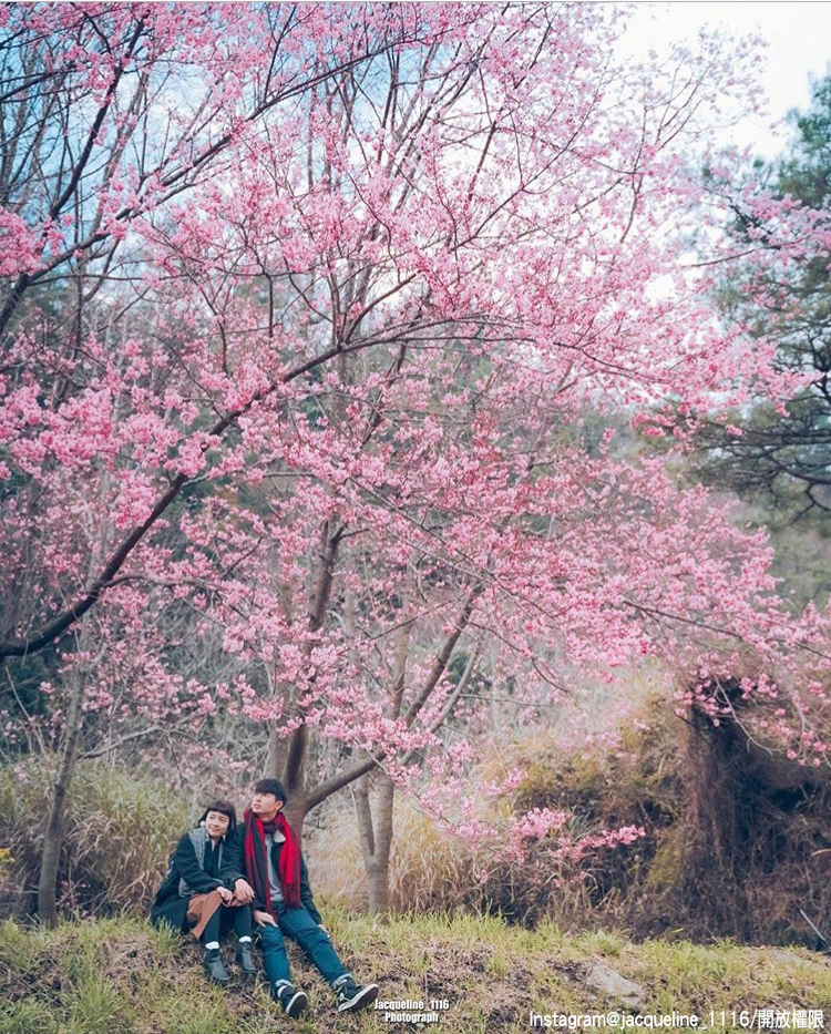 「武陵農場」的櫻花景緻，吸引許多民眾前往賞櫻。   圖：翻攝自instagram jacqueline_1116/開放權限