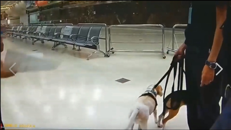 傳出有機場移民署官員怒踹檢疫犬。   圖：翻攝臉書「有點毛毛的」公開社團