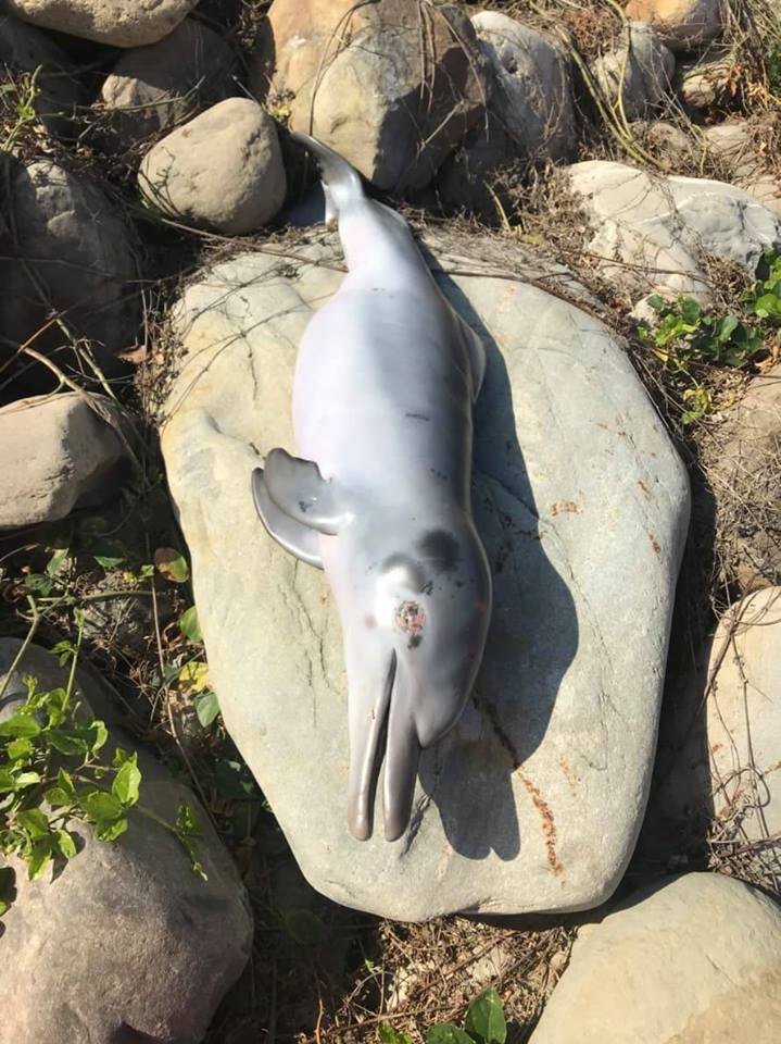 彰化縣芳苑鄉海邊出現1隻台灣白海豚屍體，保育人員指出，這是台灣第一起發現台灣白海豚幼體死亡案例。   圖：翻攝自陳秉亨臉書