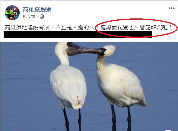 《高雄旅遊網》臉書寫「高雄濕地建設有成。不止是人進的來。連黑面琵鷺也來響應韓流啦！」   圖：翻攝高雄旅遊網臉書