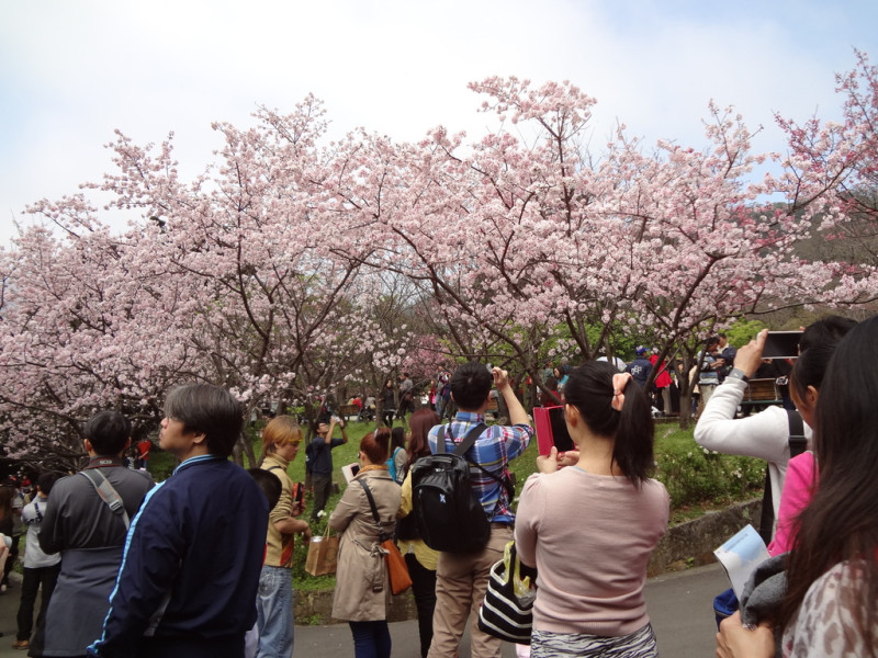 每到櫻花季，陽明山上總會擠滿許多花迷前來賞櫻。   圖：取自臺北旅遊網