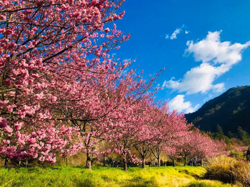 目前武陵農場內「紅粉佳人」櫻花已經滿開囉！   圖：取自武陵農場臉書粉絲專頁