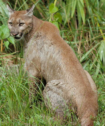 美洲獅動作迅速，生性凶猛。   圖:翻攝自維基百科。