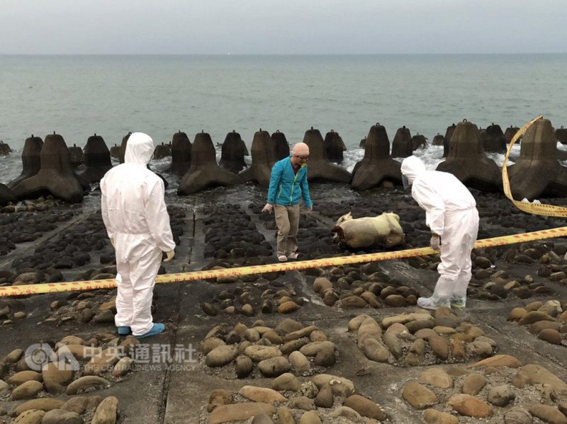 民眾16日清晨在新竹市浸水地區海岸邊發現疑似死亡豬隻，立刻通報海巡署及相關單位到場處理，經研判為死亡羊隻。   （海巡署北部分署第八岸巡隊）