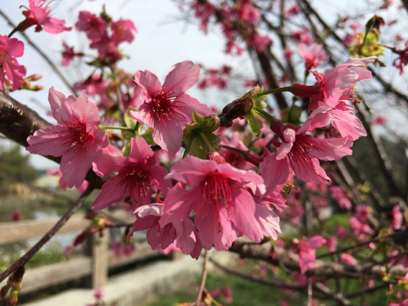 泰安派出所旁櫻花已盛開   圖：台中觀旅局/提供