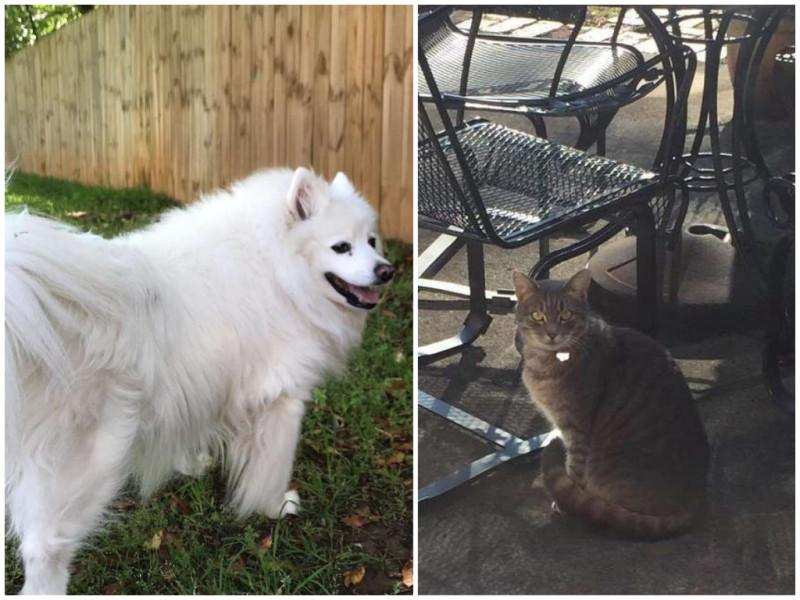 愛斯基摩犬 Gracie 和貓鄰居成為好友，就歲狗狗過世，貓還是常常到牠家等牠。   圖／翻攝自《The Dodo》
