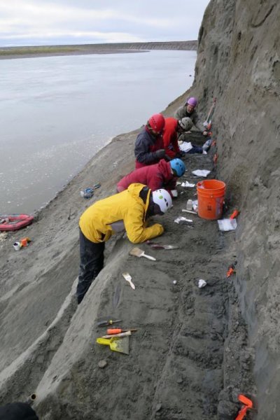 研究團隊在阿拉斯加科爾維爾河陡峭的河岸，挖掘出1隻6900萬年前的小型動物化石。   圖：翻攝自費爾班科斯大學/Patrick Druckenmiller