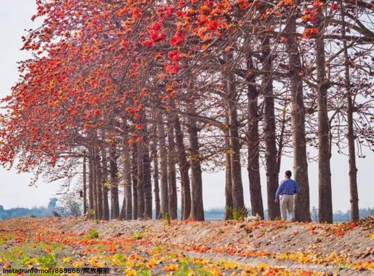 「彰化竹塘木棉花道」漫天橘紅的木棉花景，真的超浪漫。   圖：翻攝自instagram molly888666／開放權限