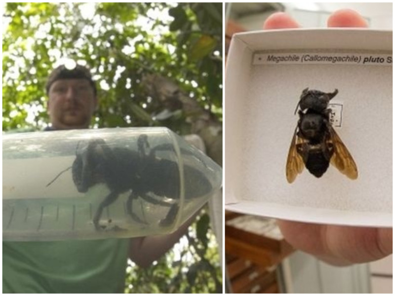 研究隊在印尼找到世界最大的華萊士巨型蜜蜂。   圖／翻攝自 BBC 