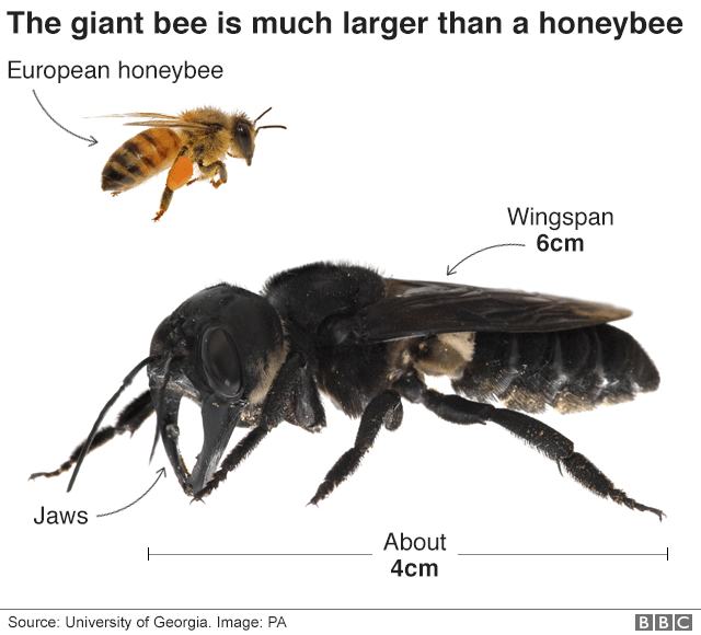 華萊士巨型蜜蜂比一般蜜蜂大上許多。   圖／翻攝自 BBC 
