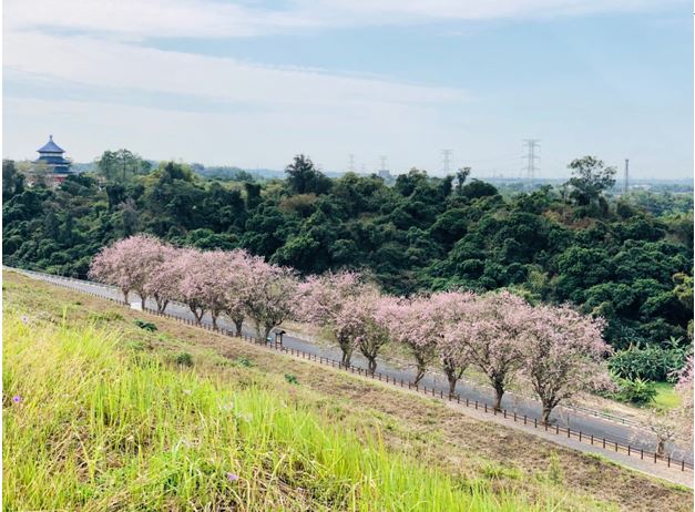 烏山頭水庫風景區櫻花盛開，現在正是賞櫻的好時節。   圖：嘉南農田水利會/提供
