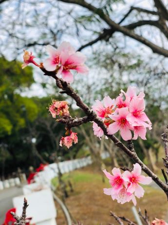 烏山頭水庫風景區的櫻花頗富盛名。   圖：嘉南農田水利會/提供