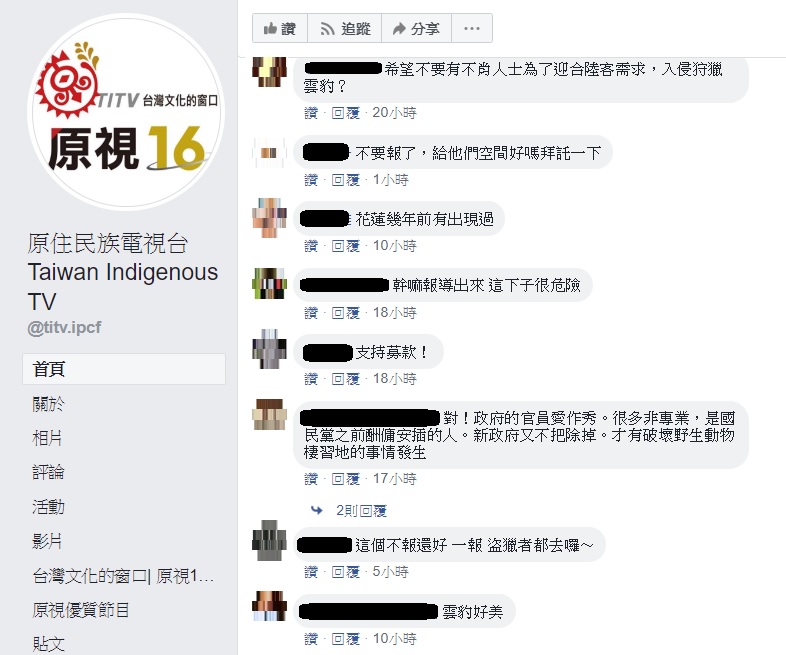 台灣雲豹驚傳現蹤台東阿朗壹山區，有網友對此感到高興，不過也有不少人擔憂，經過大肆報導後，恐將對棲地造成影響。   圖：翻攝自原住民族電視台臉書