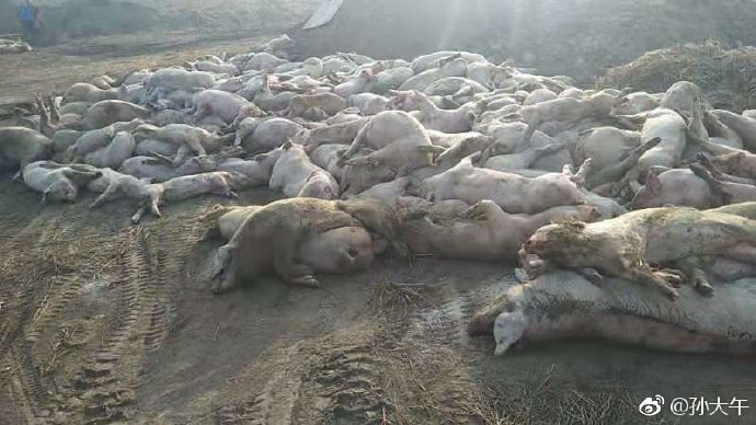 河北大午農牧集團有限公司監事長孫大午在微博公布上千豬隻死亡照片。   圖：翻攝自 微博