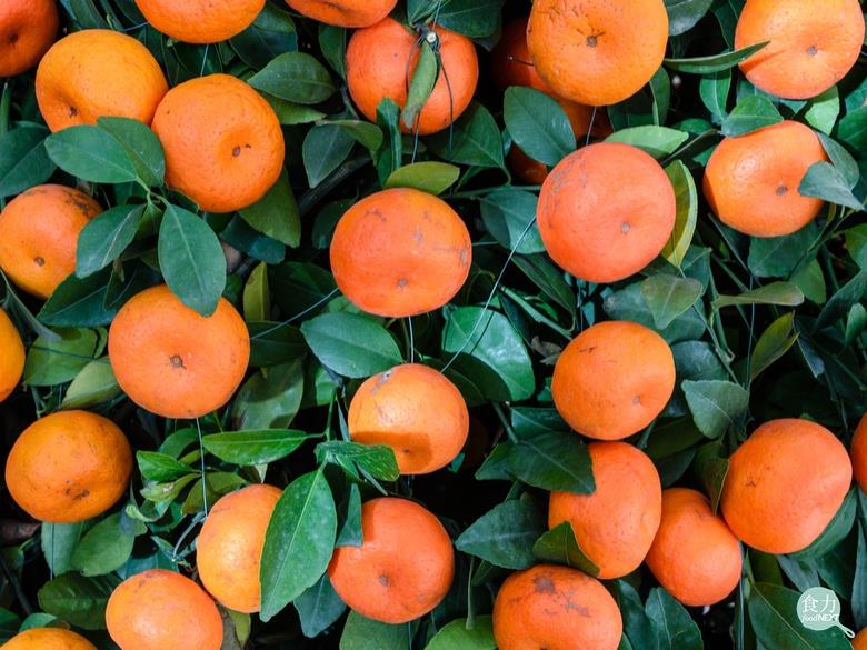 網路瘋傳柑橘泡藥的影片，造成大眾恐慌。   圖：食力提供