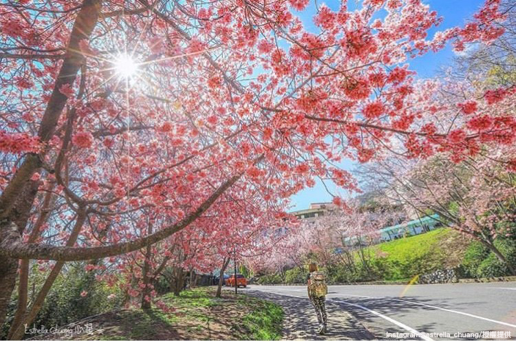 武陵農場特有的「紅粉佳人」櫻花，將於228連假期間滿開囉！   圖：翻攝自instagram estrella_chuang／開放權限