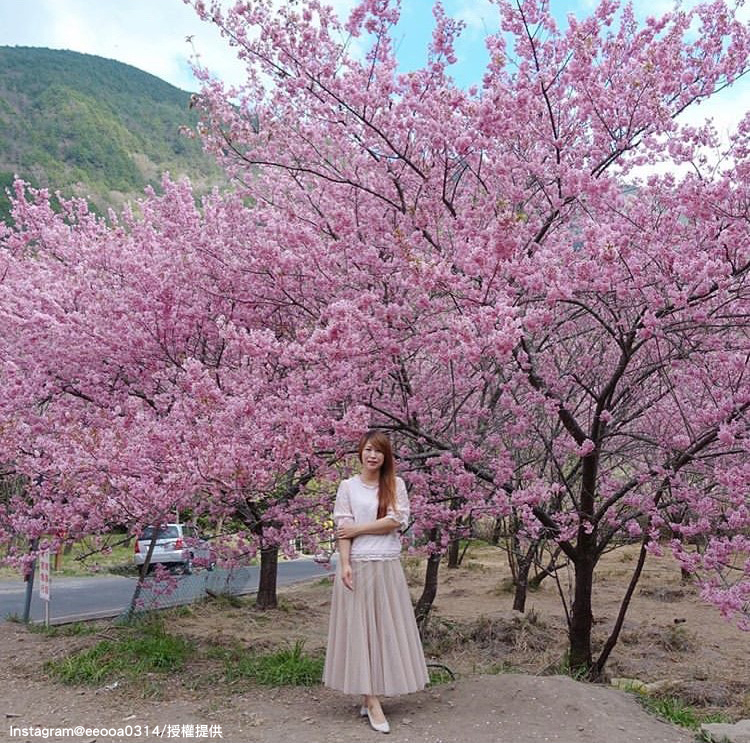 「武陵農場」的櫻花，讓人有種秒到異國的感覺！   圖：翻攝自instagram eeooa0314／開放權限