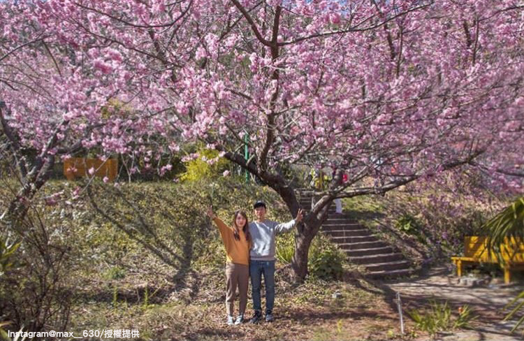 漫步在武陵農場的櫻花樹下，看落櫻紛飛的美景真的超浪漫！   圖：翻攝自instagram max__630／開放權限