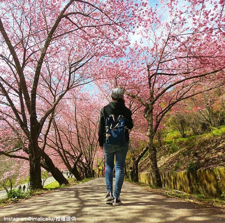 每到櫻花季「武陵農場」便變成為全台最熱門的賞櫻勝地。   圖：翻攝自instagram imalicefu／開放權限