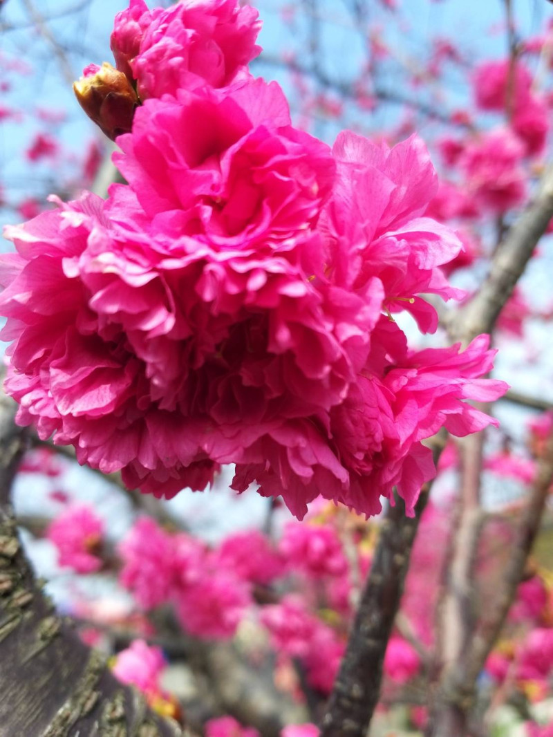 八重櫻色澤偏桃紅，受到許多攝影同好的喜愛。   圖：台中市政府觀光旅遊局／提供