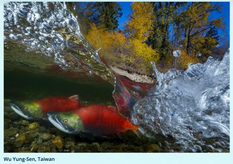 世界級水中攝影大獎賽「World Shoot Out」日前頒發年度攝影大獎，43 歲的台灣攝影師吳永森，以拍攝太平洋紅鮭的作品「Intense」在該大獎中的「廣角」（Wide Angle）項目中，勇奪第一名。   圖／翻攝自 worldshootou 官網