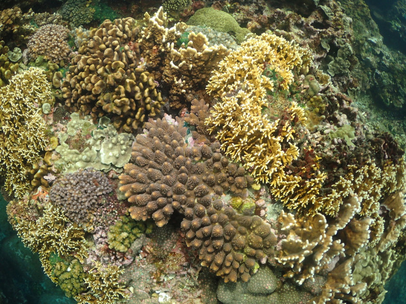 台東基翬海岸珊瑚物種多樣。   圖：中研院生物多樣研究中心研究員陳昭倫／提供