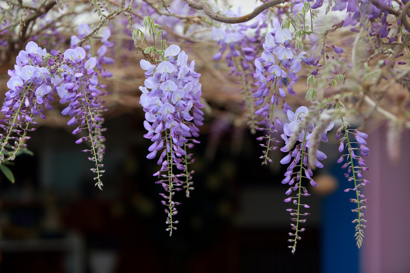 紫藤花一年綻放一次，花開在氣候宜人的春季，串串紫色鮮豔的花朵無比浪漫。   圖：嘉義文化觀光局／提供