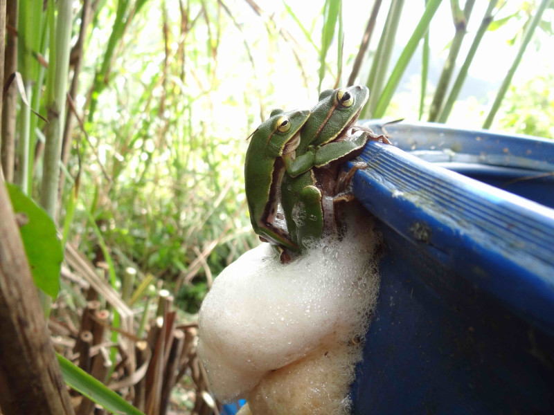 坪林有機茶園成為台灣特有種翡翠樹蛙的棲地；圖為翡翠樹蛙產下卵泡。   圖：新北市農業局/提供 