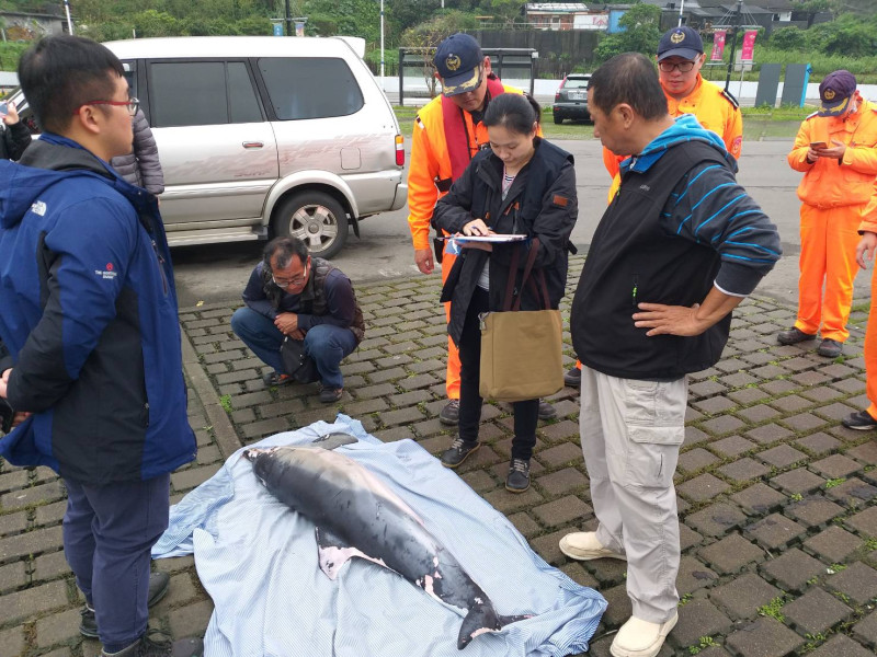 相關人員獲報後到現場檢視長吻真海豚屍體。   圖 : 基隆市政府/提供