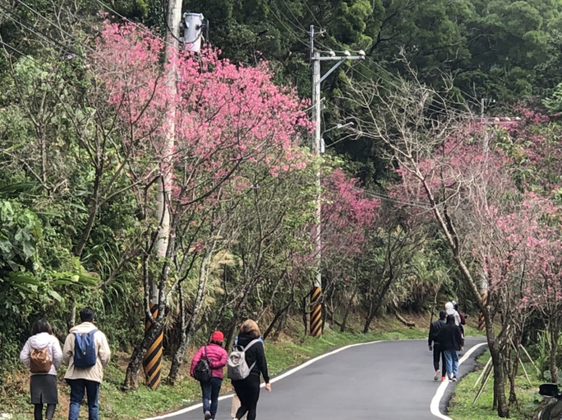 淡海輕軌淡金鄧公站下車，出口步行約100公尺，眼前即是綿延4公里長的「滬尾櫻花大道」。   圖／新北捷運公司提供