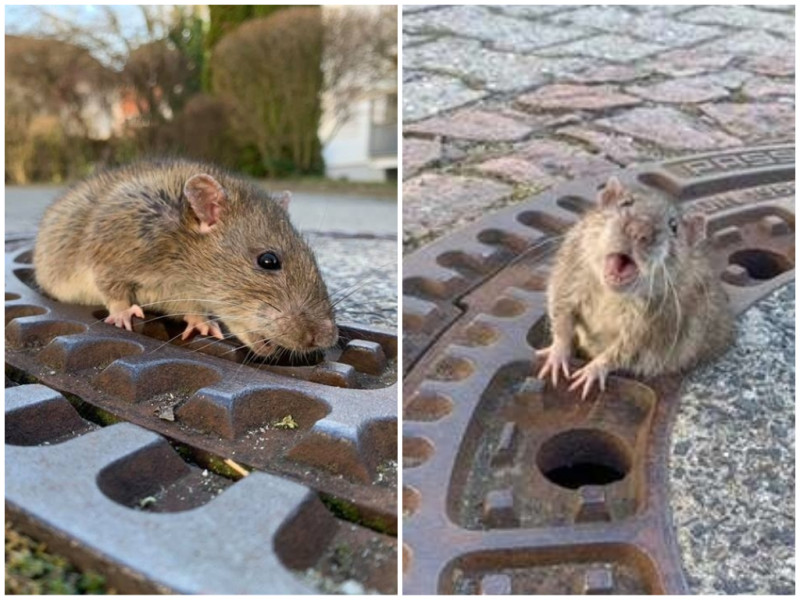 德國一隻老鼠因為太胖導致卡在人孔蓋的洞中動彈不得。   圖／翻攝自臉書Berufstierrettung Rhein Neckar