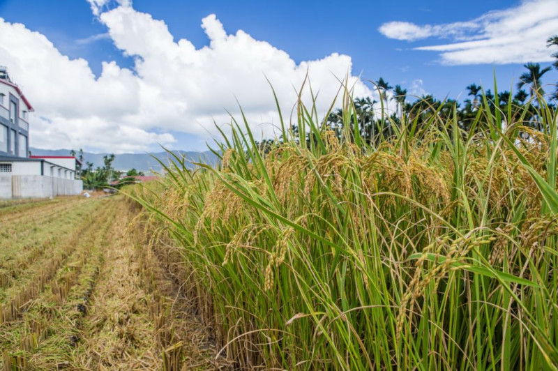 美國3年前向世界貿易組織（WTO）指控中國對小麥、稻米的補貼價格，對美國農民造成不公平競爭。世貿小組今天裁決美方獲勝。   圖 : 翻攝自efarmer.taitung.gov.org