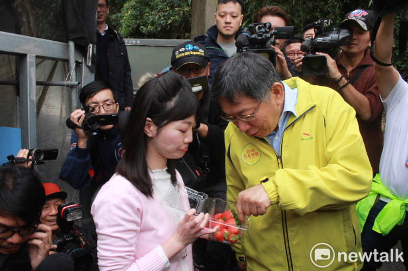 台北市長柯文哲（右）與議員高嘉瑜（左）體驗採草莓。   圖：周煊惠 / 攝