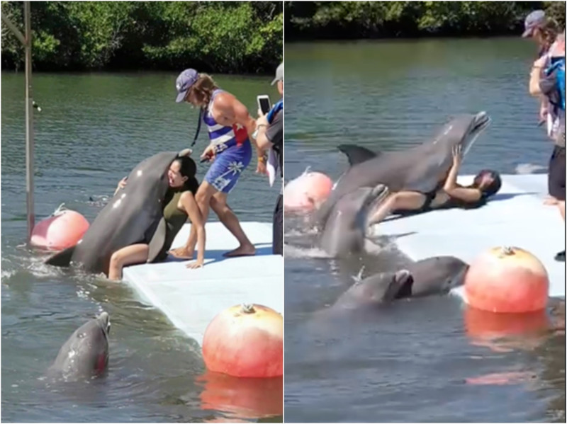 太辣凍未條？正妹腿開開，海豚秒跳出水「硬上 10 秒」。   圖／翻攝自臉書「Comicos Ambulantes Perú Oficial 」