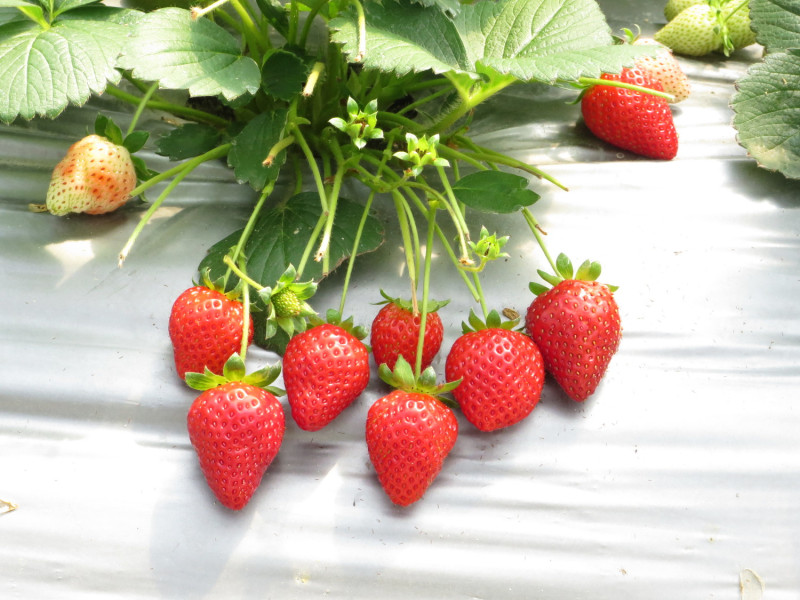 內湖一號草莓種，是內湖地區最主要栽培品種，更有著「蘋果草苺」稱號。   圖：台北市政府產業發展局／提供