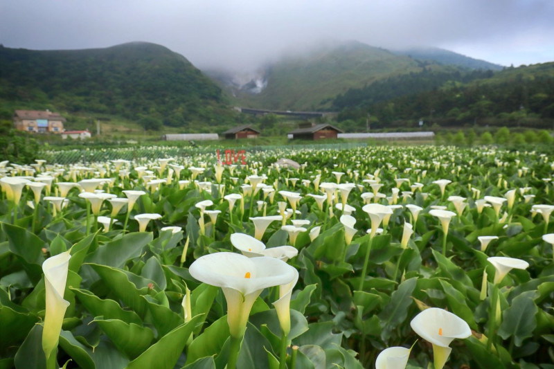 竹子湖海芋花田生產總面積約有十二公頃，占全台海芋產量百分之八十以上。   圖：取自2019竹子湖海芋季數數海芋網站